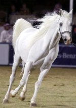 _ul_Saudi_Horse_Festival_HAS112+Z.jpg