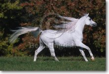 pic49ArabStallion-ImperialBaarez-Imperial%20EgyptianArabians,MD.jpg