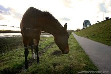 horse-1.jpg