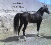 Dorna\'s croup 1.JPG