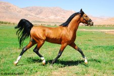 Salar 2.jpg