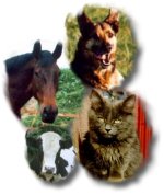veterinary.jpg