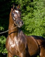 pimlico08head.jpg