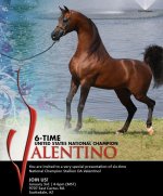 valentino.JPG