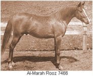 AL-MARAH ROOZ.jpg