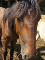 Ringworm-horse-225x300.jpg
