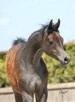 DSC_0425-Marajj-Colt-20x27-prepress.jpg