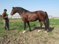 Kurdish Stallion Safir.jpg