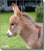 miniature-donkey-rimfire-hd-6050-Oct-24-02a.jpg