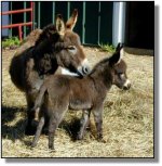 miniature-donkey-Angel-Godiva-4201-May-02a.jpg