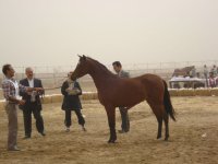 DSC00464.jpg