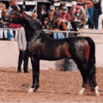 photo_matrifik_1.gif