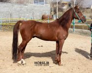 kurdish-horse-kurdistan.jpg