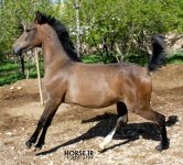 ansiator-foal-kurdish-horse.jpg