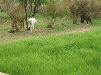 IMG_0366.gif
