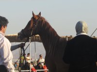 IMG_0894.jpg