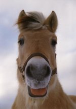 fjord%20horse%20laughing2.jpg