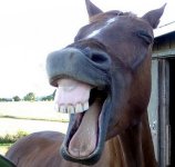 horse laugh.jpg