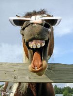 Horse%20laugh.jpg