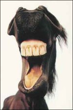 horse_laugh.jpg