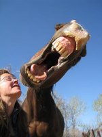 horselaugh.jpg