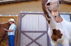 horselaugh06-21-02.jpg