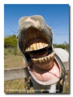 horse-laugh.jpg