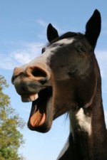horse-progesterex.jpg