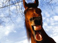 work_313503_7_flat,550x550,075,f_laughing-horse.jpg