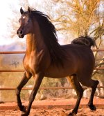 trot-reversed.jpg