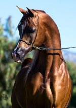 giovanni-09.jpg