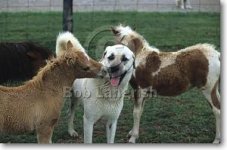 pic16MinaturesandDog.jpg