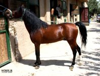 felfel-caspian-horse.3.jpg