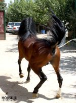 felfel-caspian-horse.2.jpg