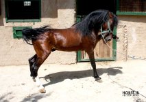 felfel-caspian-horse-1.jpg