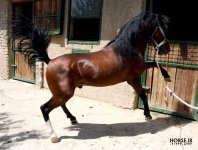 felfel-caspian-horse.jpg