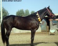 bahman copy.jpg