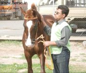 zibaii 5-1.jpg