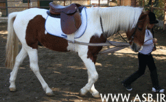 horsekids18.gif