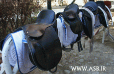 horsekids24.gif