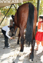 horsekids40.gif