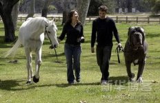 big-dog-giant-horse.jpg