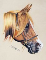 Arab Horse Head Study.jpg
