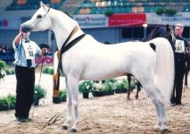 Horse_Mahadin-_2big.jpg