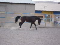 IMG_2398.JPG