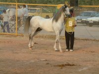 arabian horse iran (4).jpg