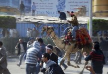 0202_camels-egypt1-500x347.jpg