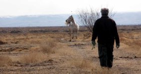 kurdish-mare7.jpg
