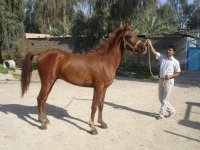 kasra (1).JPG