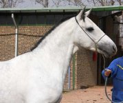 www horse ir (3).jpg